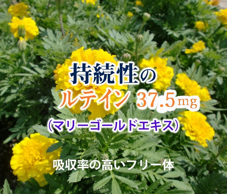 持続性のルテイン（マリーゴールドエキス）