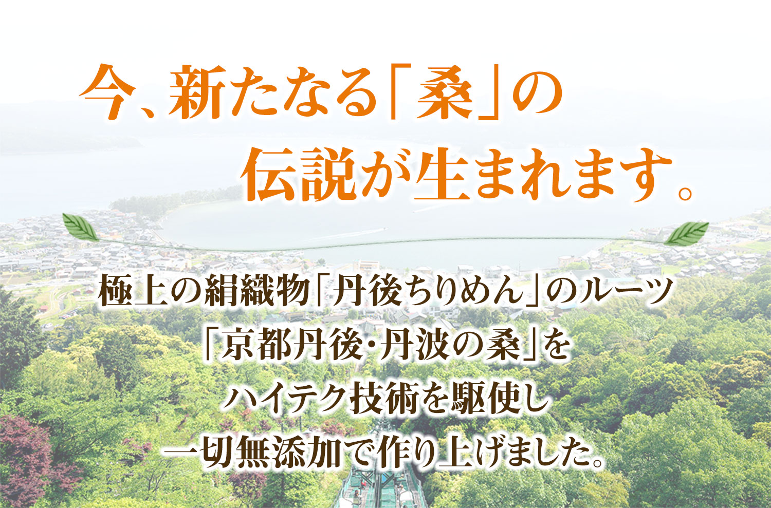 桑の葉粉茶（青汁）